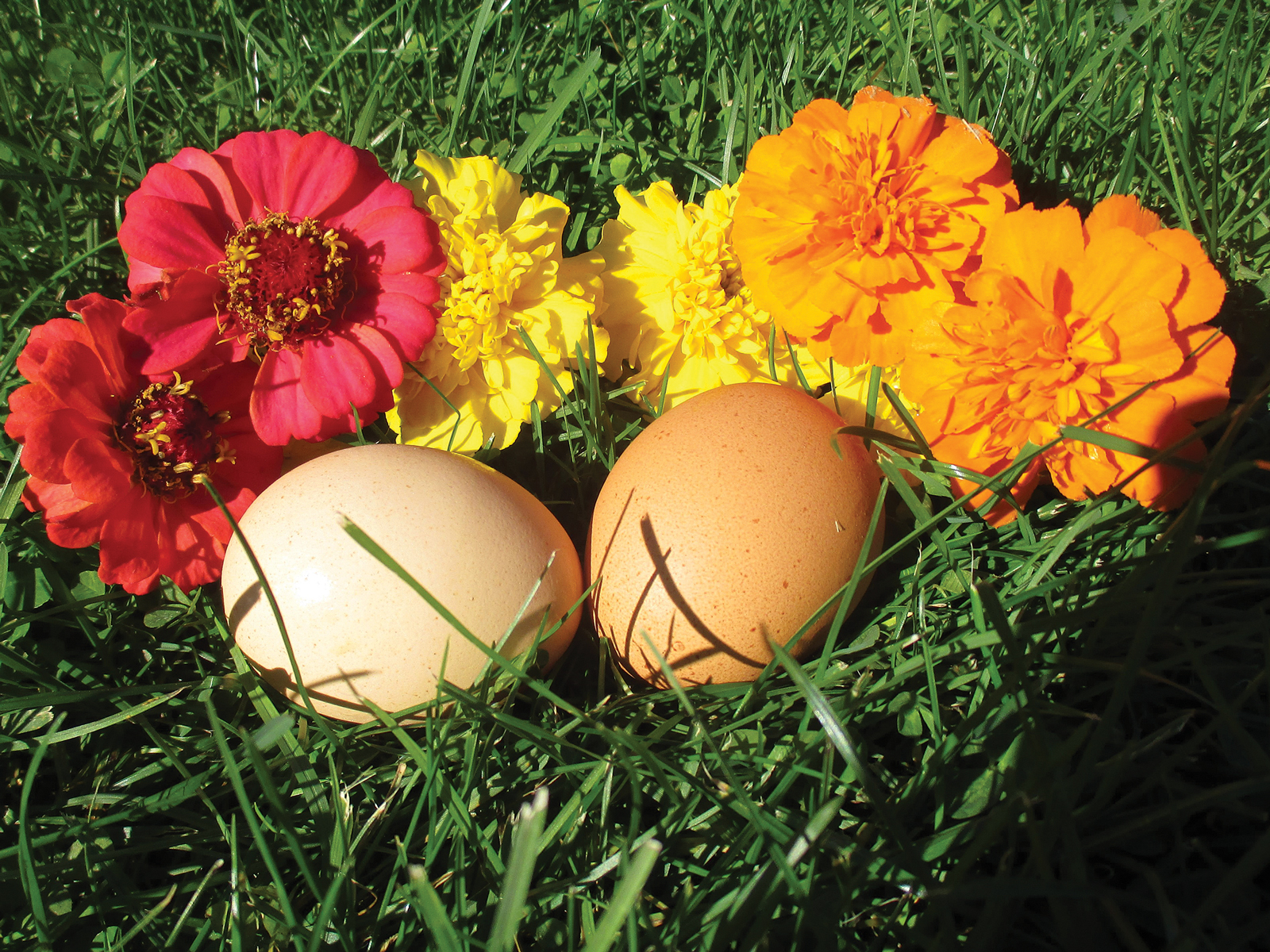 Egg Trivia and Folklore
